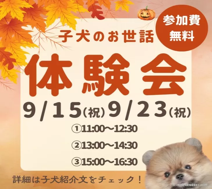 チワワ(スムース)【千葉県・女の子・2025年7月24日・フォーン】9