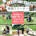 マルプー(マルチーズ×トイプードル)【千葉県・女の子・2025年10月7日・アプリコット】の写真2「3,000坪の大自然🌳で育つ子犬たち🐶のびのび快適に暮らしています。」