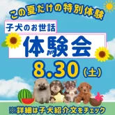 トイプードル(トイ)【千葉県・女の子・2025年4月28日・レッド】の写真2「8月30日限定🐶お世話体験会開催✨完全個室で安心🐾」
