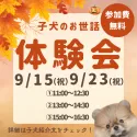 チワックス(チワワ×ダックスフンド)【千葉県・女の子・2025年7月9日・ブラック&タン】の写真2「🐶お世話体験会開催✨完全個室で安心🐾」