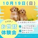 カニンヘンダックスフンド(ロング)【千葉県・女の子・2025年8月20日・チョコレート&タン】の写真2「10月19日（日）🐶お世話体験会開催✨完全個室なので周りを気にせず、ご家族でゆっくり体験できます！」
