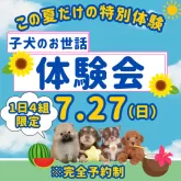 チワワ(ロング)【千葉県・男の子・2025年5月14日・ブラックタン&ホワイト】の写真2「ワンちゃんのお世話で不安がある方、、お集まりください✨🐶」