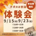 ポメラニアン【千葉県・男の子・2025年7月6日・オレンジ】の写真2「9/15・9/23限定🐶お世話体験会開催✨完全個室で安心🐾」
