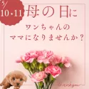 ミックス(マルチーズ×シーズー)【千葉県・男の子・2025年3月26日・ゴールド&ホワイト】の写真2「🌹🐶母の日にワンちゃんのママになりませんか？💐」