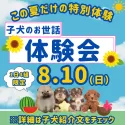 マルプー(マルチーズ×トイプードル)【千葉県・女の子・2025年5月27日・アプリコット】の写真2「8月10日限定🐶お世話体験会開催✨完全個室で安心🐾」