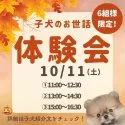 チワワ(スムース)【千葉県・女の子・2025年7月24日・フォーン】の写真2「10月11日（土）🐶お世話体験会開催✨完全個室で安心🐾」