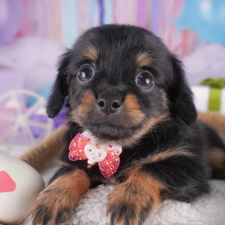 8匹わんこの大家族様 ロングチワワちゃんをお迎えいただきました。 | 株式会社