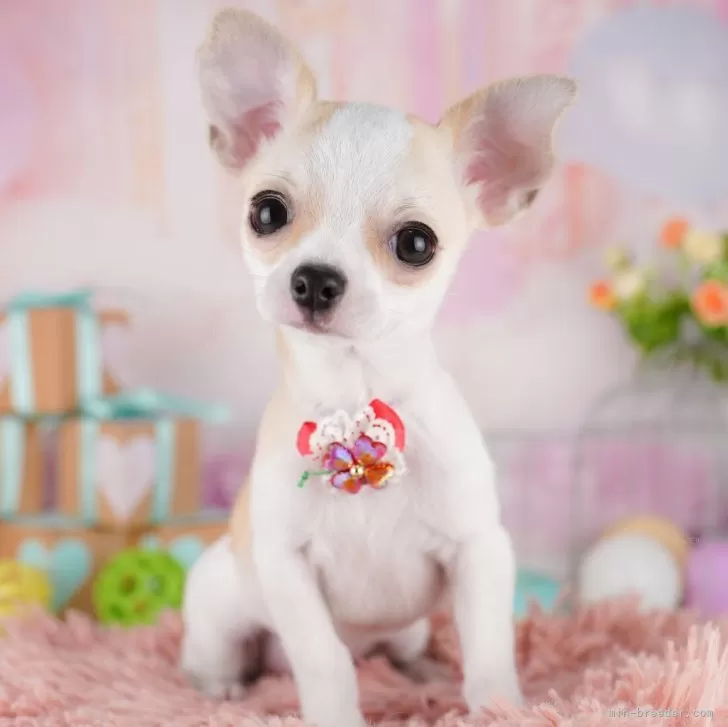 千葉犬 Amazon.co.jp: 千葉県 柴犬 ちば犬 千葉限定 : おもちゃ