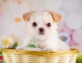 チワワ(ロング)【千葉県・女の子・2025年7月1日・クリーム&ホワイト】の写真3「全頭総額表示です！(接種済ワクチン代💉・マイクロチップ代・健康診断料込🏥)」