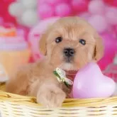 マルプー(マルチーズ×トイプードル)【千葉県・女の子・2025年10月7日・アプリコット】の写真3「全頭総額表示です！(接種済ワクチン代💉・マイクロチップ代・健康診断料込🏥)」