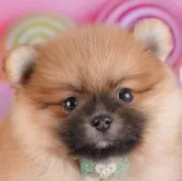 ポメラニアン【千葉県・男の子・2025年9月12日・オレンジ】の写真3「全頭総額表示です！(接種済ワクチン代💉・マイクロチップ代・健康診断料込🏥)」