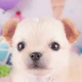 チワワ(ロング)【千葉県・女の子・2025年8月6日・クリーム&ホワイト】の写真3「全頭総額表示です！(接種済ワクチン代💉・マイクロチップ代・健康診断料込🏥)」