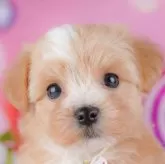 マルプー(マルチーズ×トイプードル)【千葉県・女の子・2025年10月7日・アプリコット】の写真3「全頭総額表示です！(接種済ワクチン代💉・マイクロチップ代・健康診断料込🏥)」