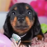 カニンヘンダックスフンド(ロング)【千葉県・男の子・2025年8月20日・ブラック&タン】の写真4「全頭 専属獣医師による健康診断を実施しています💉お迎えの際は健康診断書を差し上げています😊」