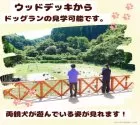 トイプードル(トイ)【千葉県・女の子・2025年1月30日・レッド】の写真6「ウッドデッキからわんちゃんの運動場を見学できます！🐶お父さんやお母さんが毎日楽しく遊んでいます💖」