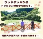 トイプードル(トイ)【千葉県・男の子・2025年4月14日・レッド】の写真6「ウッドデッキからわんちゃんの運動場を見学できます！🐶お父さんやお母さんが毎日楽しく遊んでいます💖」