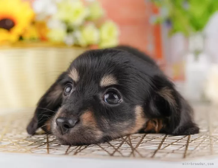 8匹わんこの大家族様 チワックス(チワワ×ダックスフンド)【千葉県・男の子・2025年7月
