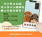 カニンヘンダックスフンド(ロング)【千葉県・女の子・2025年1月19日・シェーデッドレッド】の写真7「遠方の方やお忙しい方におすすめ！🏠自宅からオンラインでの見学もできます！📱」