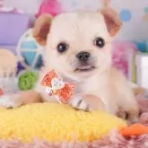チワワ(ロング)【千葉県・女の子・2025年8月6日・クリーム&ホワイト】の写真7「[みんなのブリーダーアワード2024年下半期] 全てのわんちゃん部門で千葉県2位を頂きました👑」