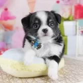 チワワ(ロング)【千葉県・男の子・2025年10月27日・ブラックタン&ホワイト】の写真7「一度の見学で兄妹ちゃんや他のわんちゃんなど複数頭の見学が可能です！🐶」