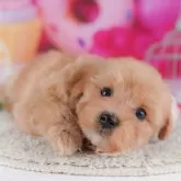 マルプー(マルチーズ×トイプードル)【千葉県・女の子・2025年10月7日・アプリコット】の写真7「[みんなのブリーダーアワード2024年下半期] 全てのわんちゃん部門で千葉県2位を頂きました👑」