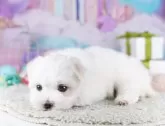 マルチーズ【千葉県・女の子・2025年9月9日・ホワイト】の写真8「みんなわんちゃんが大好き💖大切にお世話した子犬ちゃんをお迎えください😊」