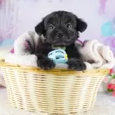 チワプー(チワワ×トイプードル)【千葉県・男の子・2025年9月30日・ブラック】の写真8「みんなわんちゃんが大好き💖大切にお世話した子犬ちゃんをお迎えください😊」