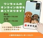 トイプードル(トイ)【千葉県・男の子・2025年3月17日・レッド】の写真9「遠方の方やお忙しい方におすすめ！🏠自宅からオンラインでの見学もできます！📱」