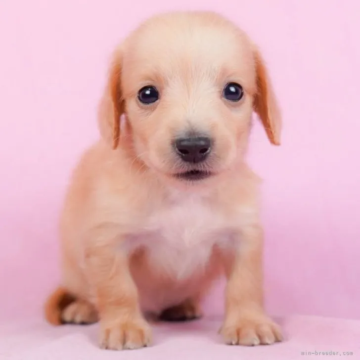 haru 様のお迎えした子犬