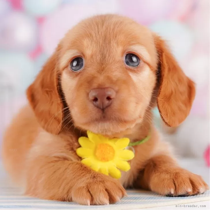 ID：2407-07953の子犬