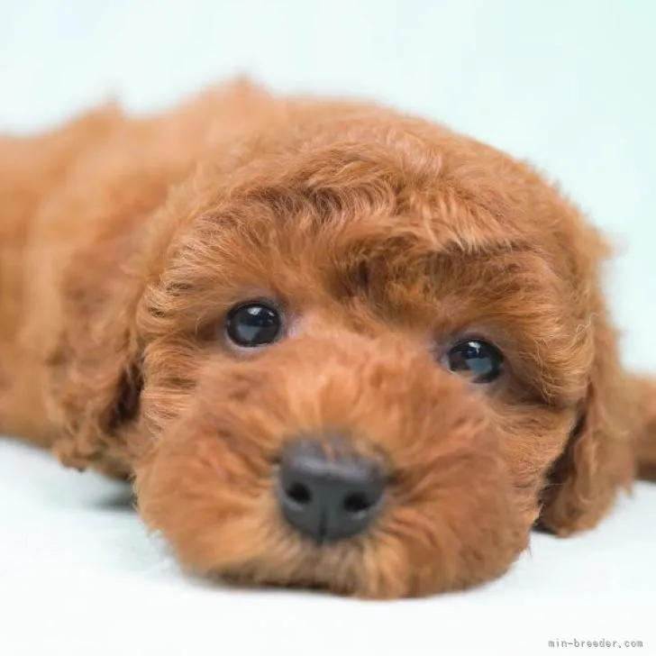 ID:2207-02460の子犬