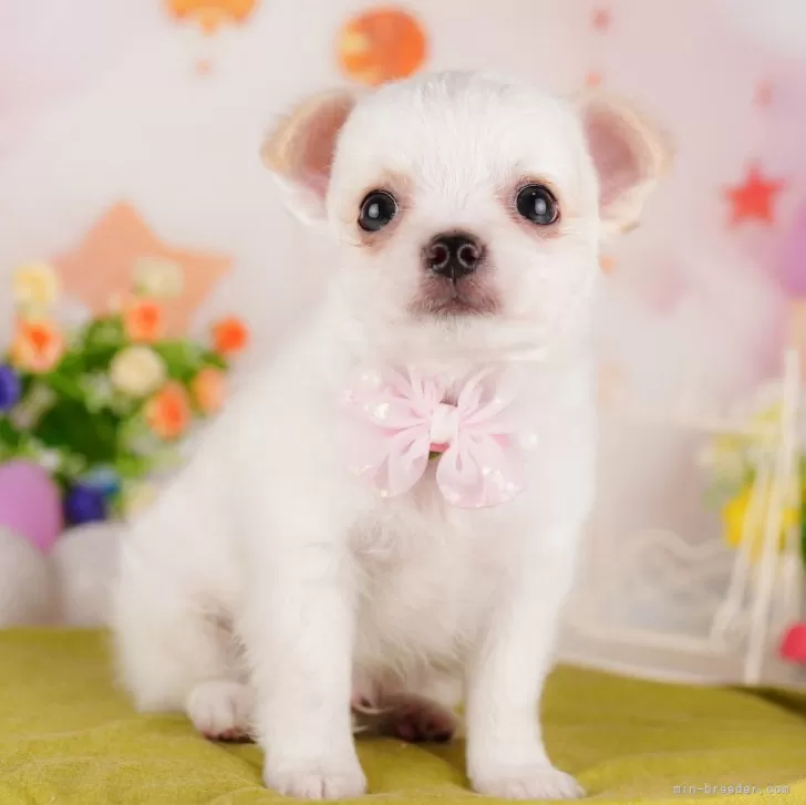 ID:2409-06816の子犬