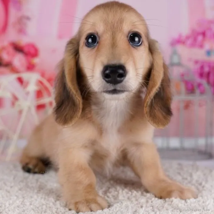 みい 様のお迎えした子犬