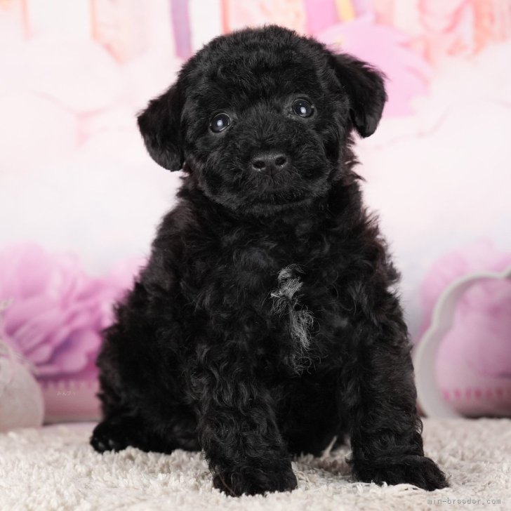 トイプードルひよこちゃん他2点おまとめ 価格の安い【動画あり！】犬MIX（父:マルチーズ/母:トイプードル