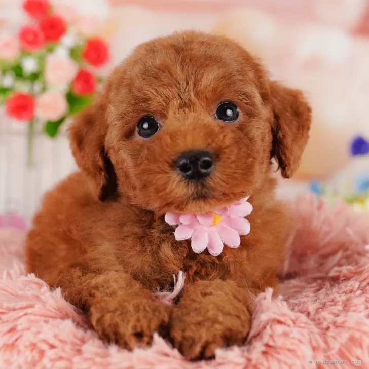 Y•H 様のお迎えした子犬