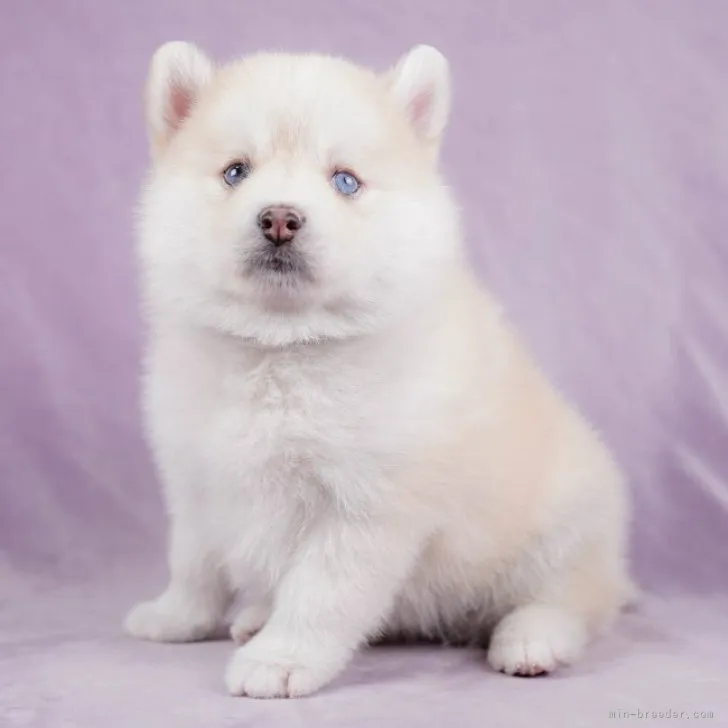 ID：2303-02549の子犬