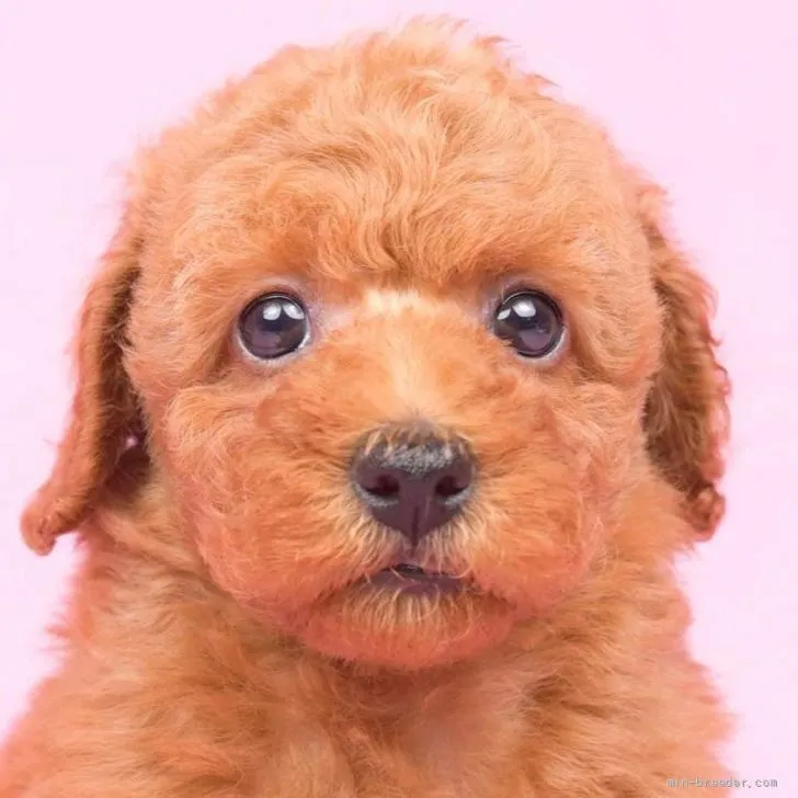 ID:2205-03285の子犬