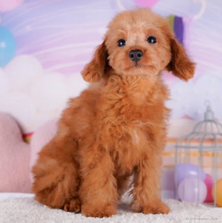 トイプードル(トイ)【千葉県・男の子・2023年6月29日・レッド】の写真1「10/4撮影(生後97日)」