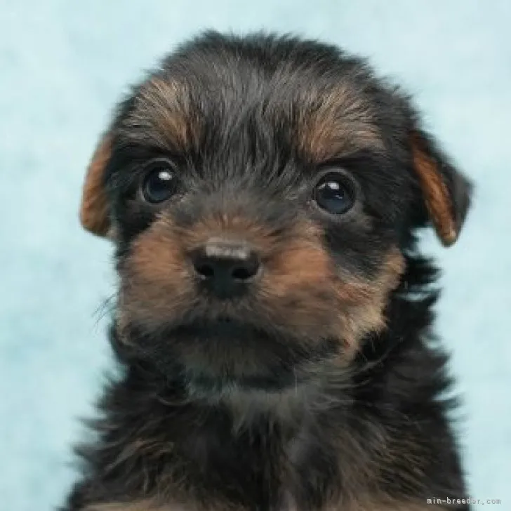 ヨークシャーテリア【千葉県・男の子・2022年10月19日・スチールブルー&amp;タン】の写真1「11/25撮影(生後37日)」