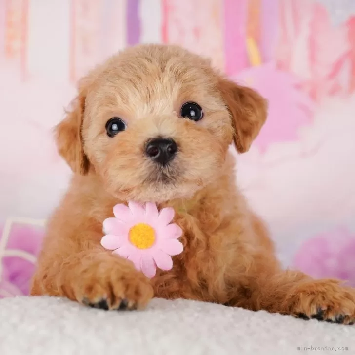 ID:2406-04794の子犬