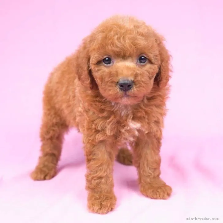 ID:2207-01817の子犬
