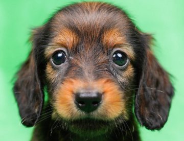 ミニチュアダックスフンド(ロング)【千葉県・男の子・2022年3月11日・シェーデッドレッド】の写真「6兄弟の末っ子くん☆彡」