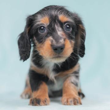 ミニチュアダックスフンド(ロング)【千葉県・女の子・2022年9月19日・シルバーダップル】の写真「膝の上がだいすきワン♡♡」