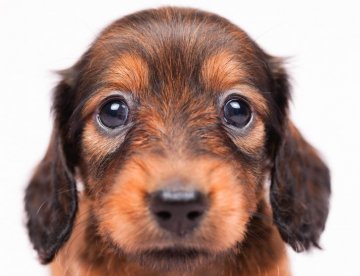 ミニチュアダックスフンド(ロング)【千葉県・女の子・2022年3月11日・シェーデッドレッド】の写真「くりくりお目目の女の子♡」