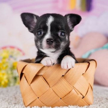 チワワ(スムース)【千葉県・女の子・2023年8月31日・ブラックタンホワイト】の写真「うるうるおめめで可愛く「撫でて💕」のアピール♡」