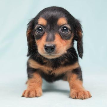 ミニチュアダックスフンド(ロング)【千葉県・男の子・2022年8月25日・ブラックタン】の写真「お目目くりくりイケメンくんです☆彡」