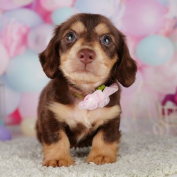 ミニチュアダックスフンド(ロング)【千葉県・男の子・2024年5月7日・チョコレート&タン】の写真「総額表示！好奇心旺盛で甘えん坊な男の子💕」