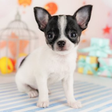 チワワ(スムース)【千葉県・女の子・2023年12月18日・ブラック&ホワイト】の写真「撫でられるのが大好きな女の子です！」