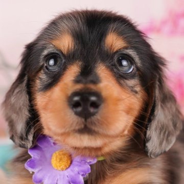 ミニチュアダックスフンド(ロング)【千葉県・男の子・2024年8月2日・シルバーダップル】の写真「総額表示！！当日見学OK✨」