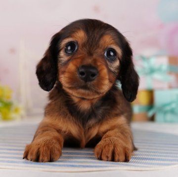 ミニチュアダックスフンド(ロング)【千葉県・女の子・2024年1月29日・シェーデッドレッド】の写真「愛嬌たっぷり♡の女の子♡」